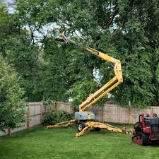 Tree and Shrub Care in Millvale, PA