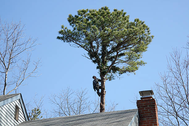 Millvale, PA Tree Services Company